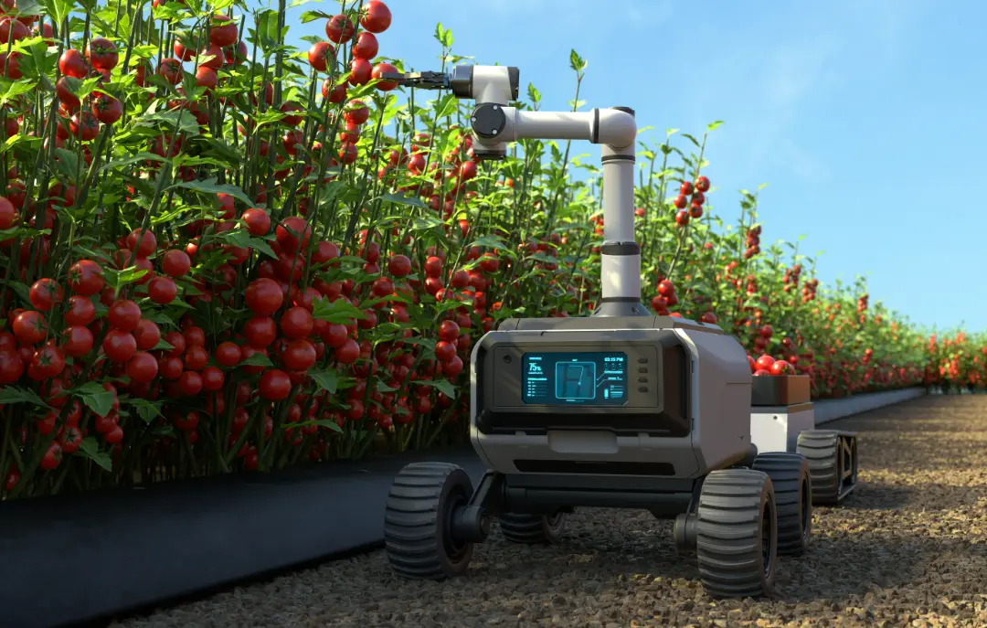 robot-is-picking-tomatoes-tomato-garden.webp